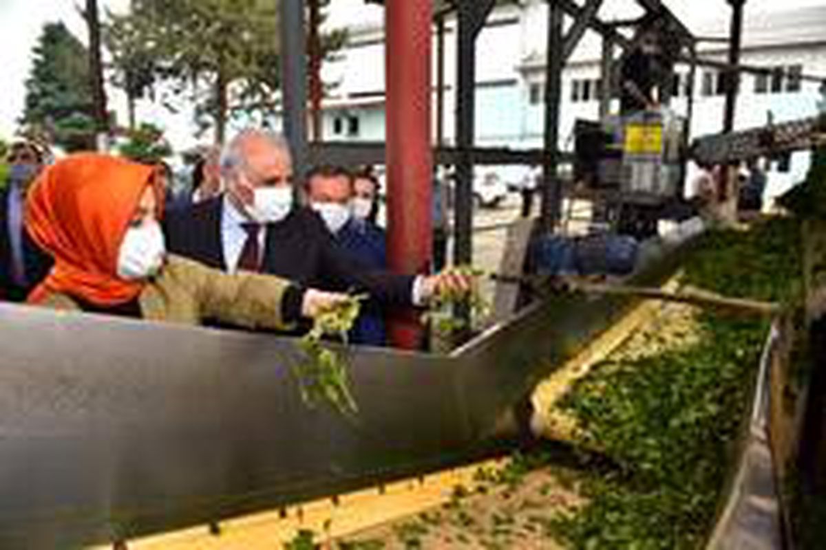 Başkan Zorluoğlu çay alım fabrikasını gezdi