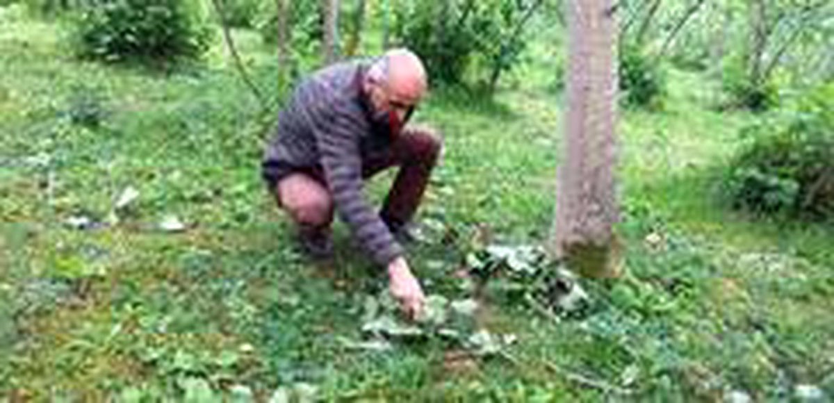Giresun\'da etkili olan fırtına fındıkta hasara yol açtı