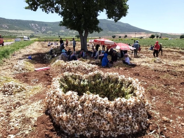 Kahramanmaraş'ta hasadına başlanan sarımsak tarlada 15 liraya alıcı buluyor