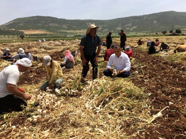Kahramanmaraş'ta hasadına başlanan sarımsak tarlada 15 liraya alıcı buluyor