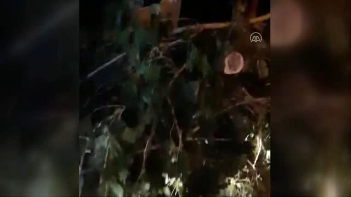 Kahramanmaraş\'ta oluşan hortum elektrik direği ve ağaçları devirdi