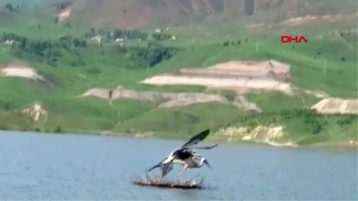 MUŞ Baraj gölü sularına gömülen leylek yuvasını kurtarma operasyonu