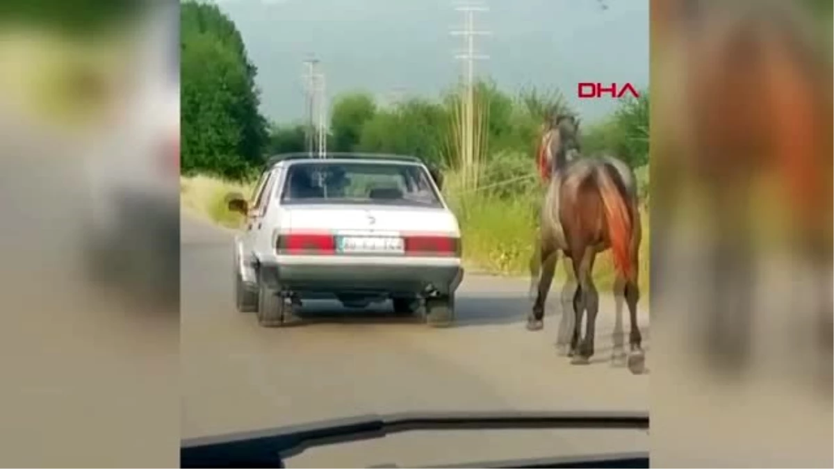 OSMANİYE Atın, otomobille koşturulmasına tepki