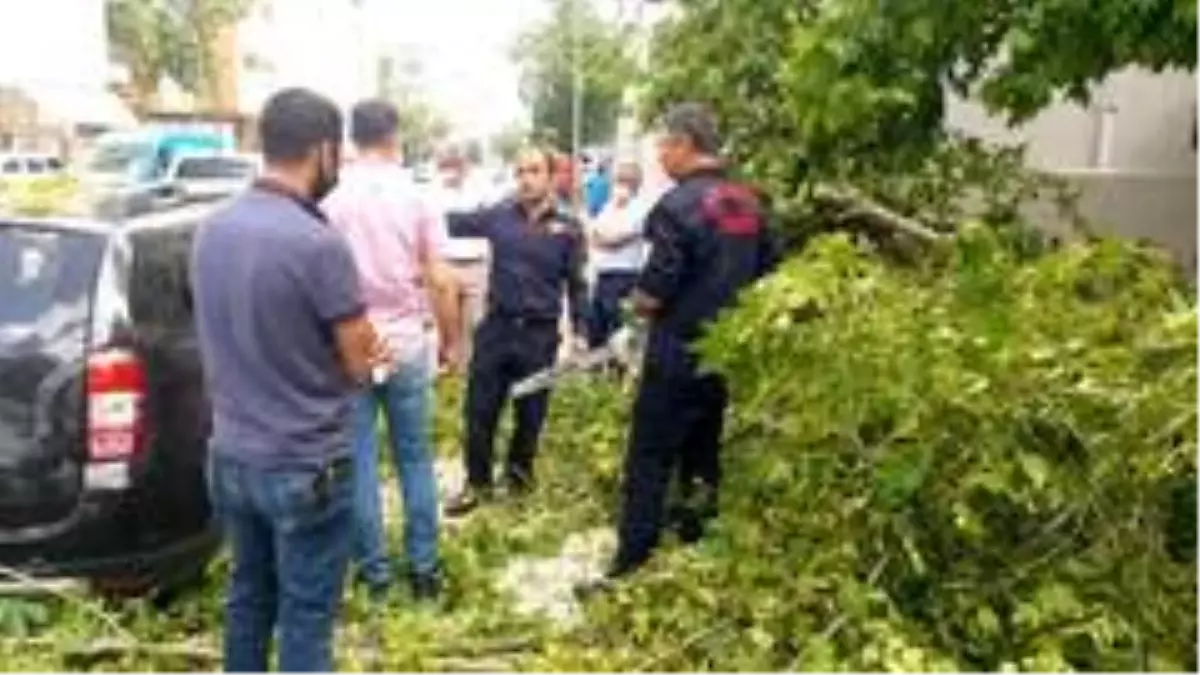 Rüzgarın devirdiği ağaç araçların üzerine düştü