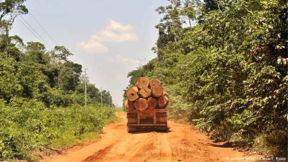 WWF: Korona döneminde orman katliamı yüzde 150 arttı