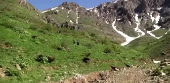 'Ağlayan gelinleri' görmek için 3 bin rakımlı yaylaya çıkıyorlar