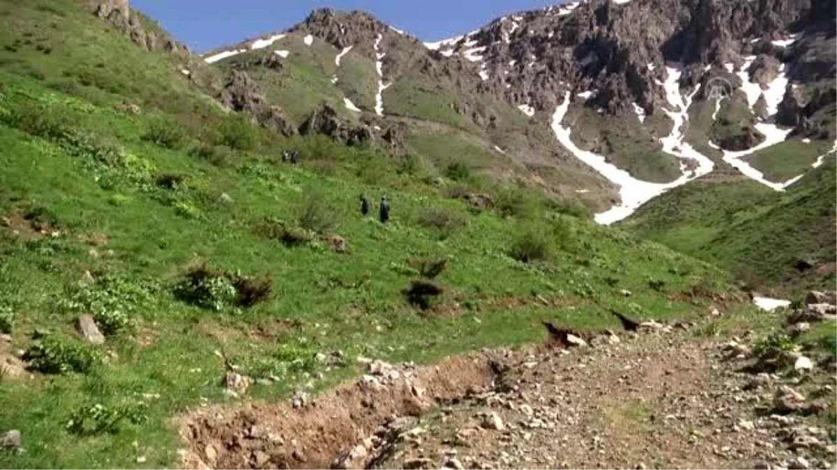 "Ağlayan gelinleri" görmek için 3 bin rakımlı yaylaya çıkıyorlar