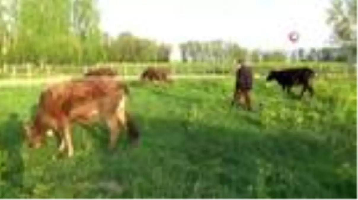 Bataklığa saplanan ineğinin başından ayrılmayan Mehmet amcaya 2 inek ve 2 buzağı hediye edildi