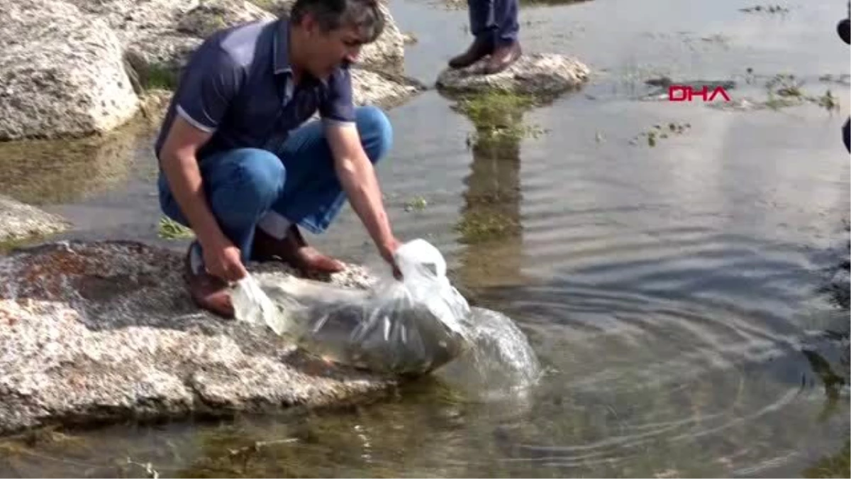 Bitlis\'te 2 ayrı göle 70 bin yavru balık bırakıldı