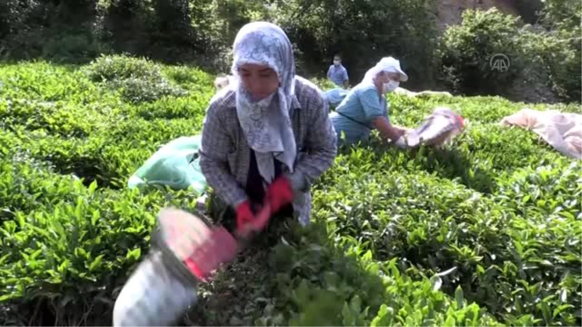 Hopa\'da çay hasadı imece usulüyle yapılıyor
