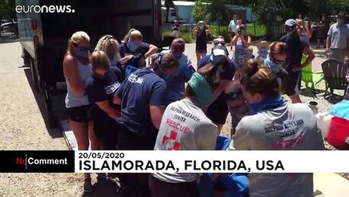 İyileşen deniz inekleri Florida\'da yeniden sulara bırakıldı