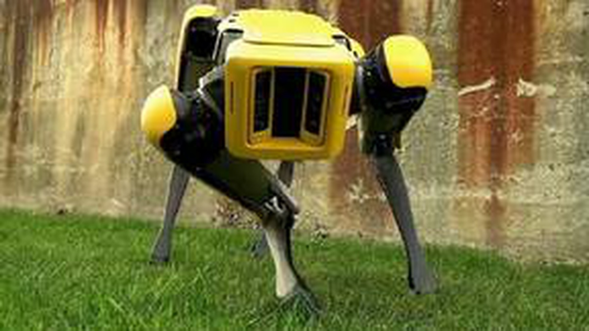 Robot Köpek Spot Çoban Olarak Karşımıza Çıktı!