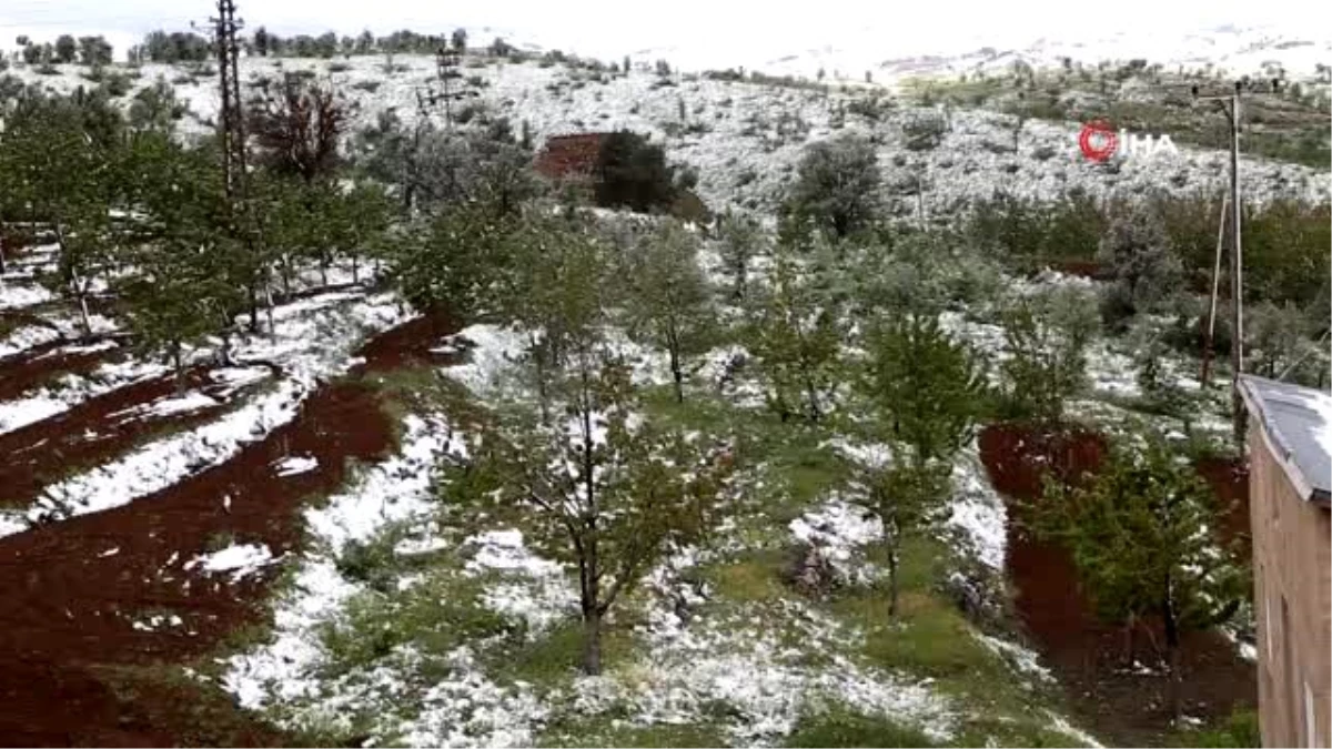 Konya\'da kiraz bahçelerini kar vurdu