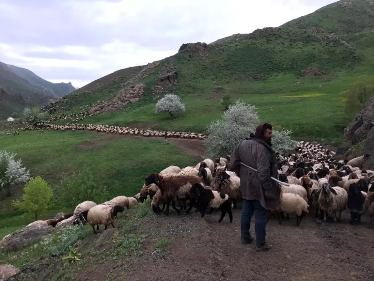 Bir aydır yürüyen göçerler yaylalara ulaştı