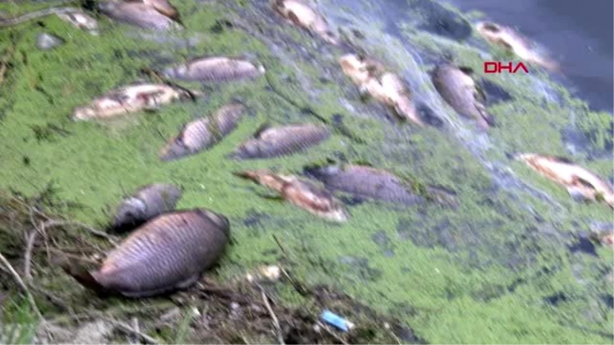 BOLU Baraj göletinde sazan balığı ölümleri araştırılıyor