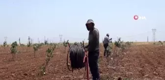 Çiftçilerin bayramı tarlada geçiyor