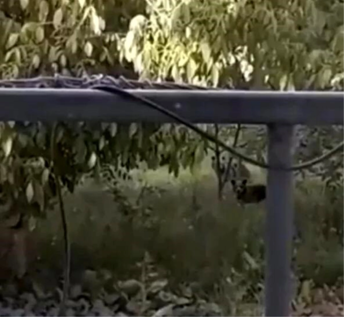Evin bahçesine giren yavru ayılar telefonla görüntülendi