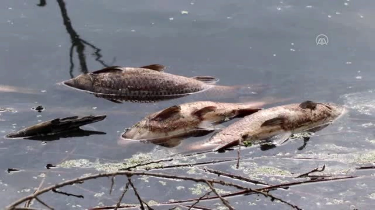 Göynük\'te baraj gölünde toplu balık ölümü