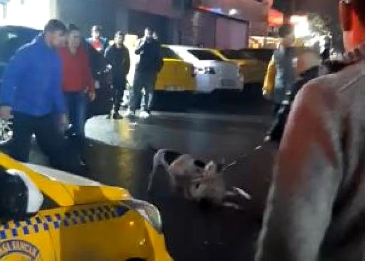 Kağıthane\'de pitbull dehşeti kamerada