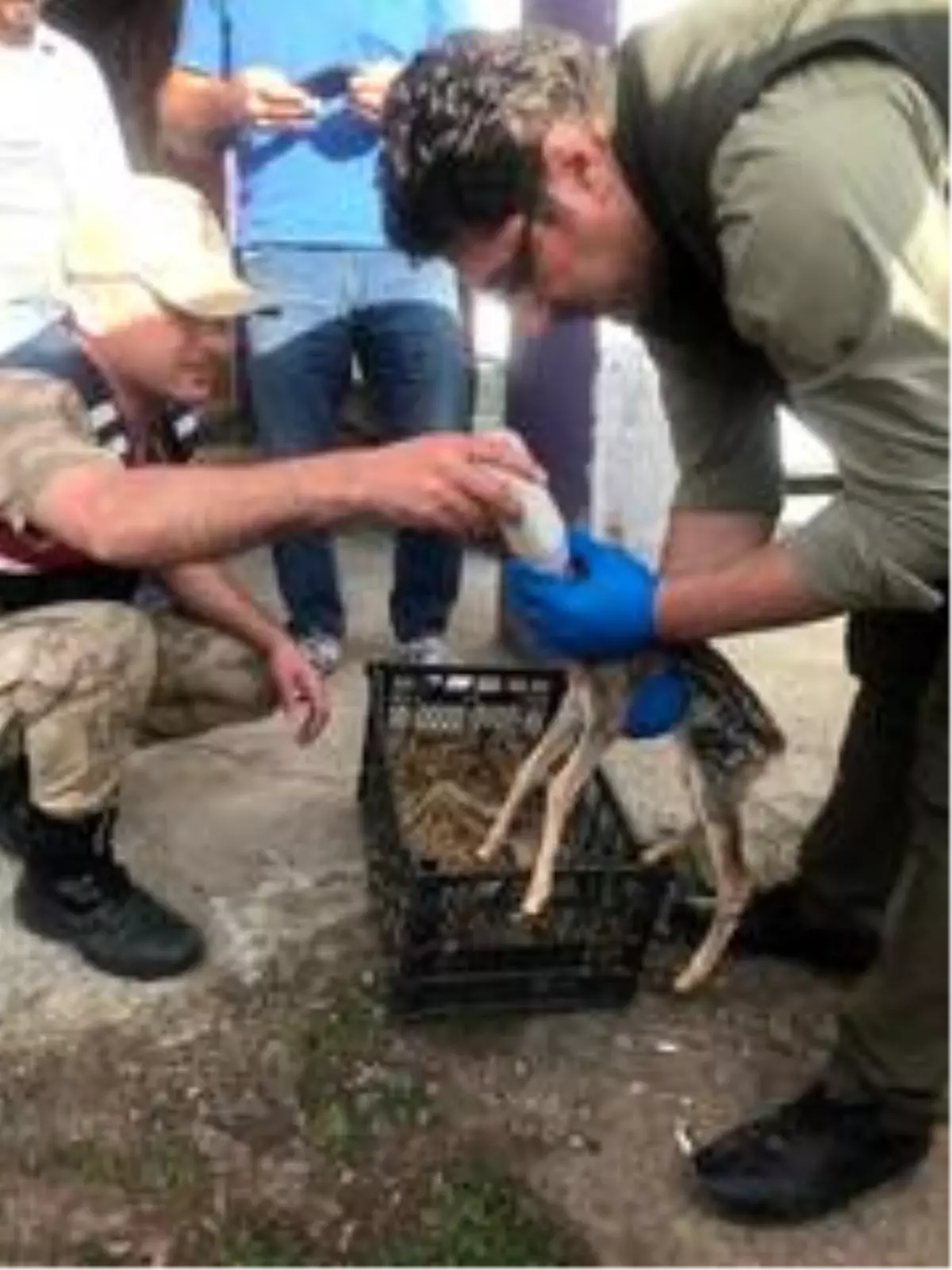 Karaca yavrularına jandarma şefkati
