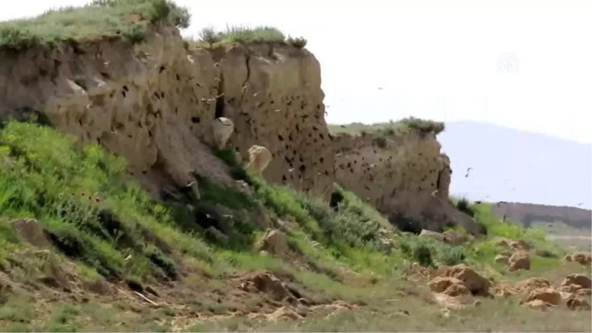 Kırlangıçlar Seyfe Gölü\'ndeki yuvalarına döndü