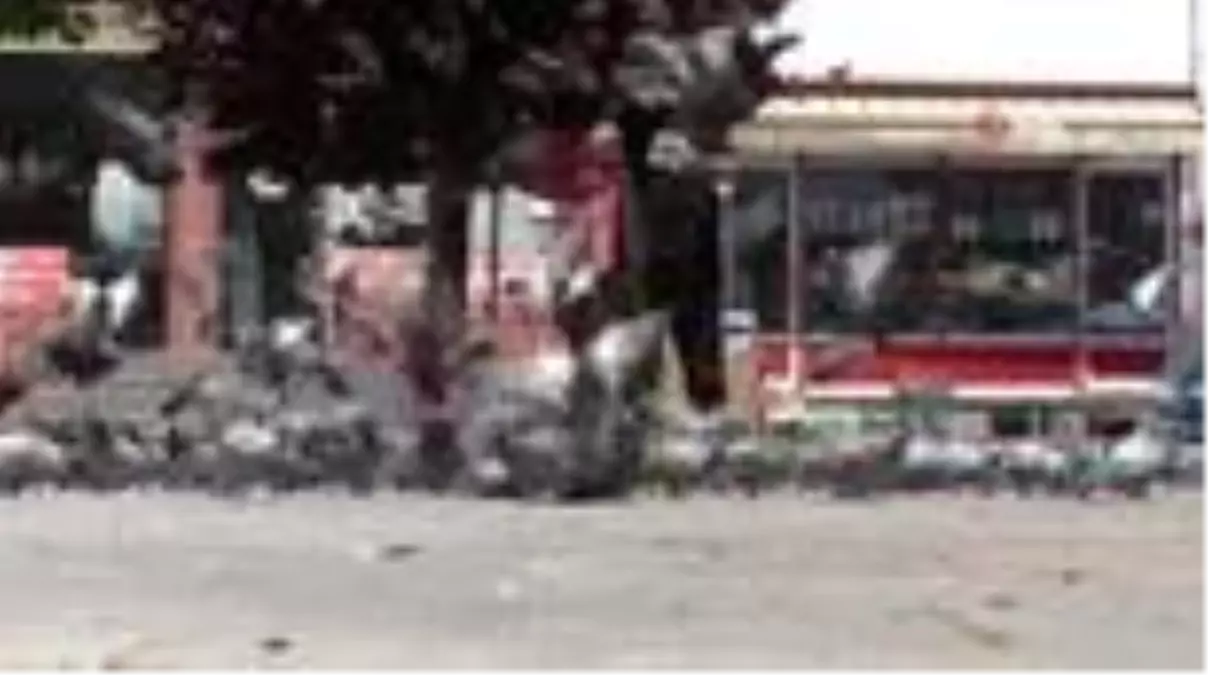 Kısıtlama nedeniyle aç kalan sokak hayvanlarını elleriyle besledi