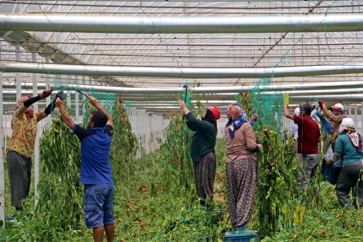 Antalyalı çiftçiler Türkiye\'nin sebze ve meyve ihtiyacını karşılamak için bayramı seralarda geçiriyor