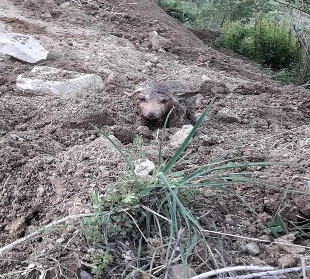 Sulama kanalından çıkan kurt yavruları şaşkınlık yaşattı