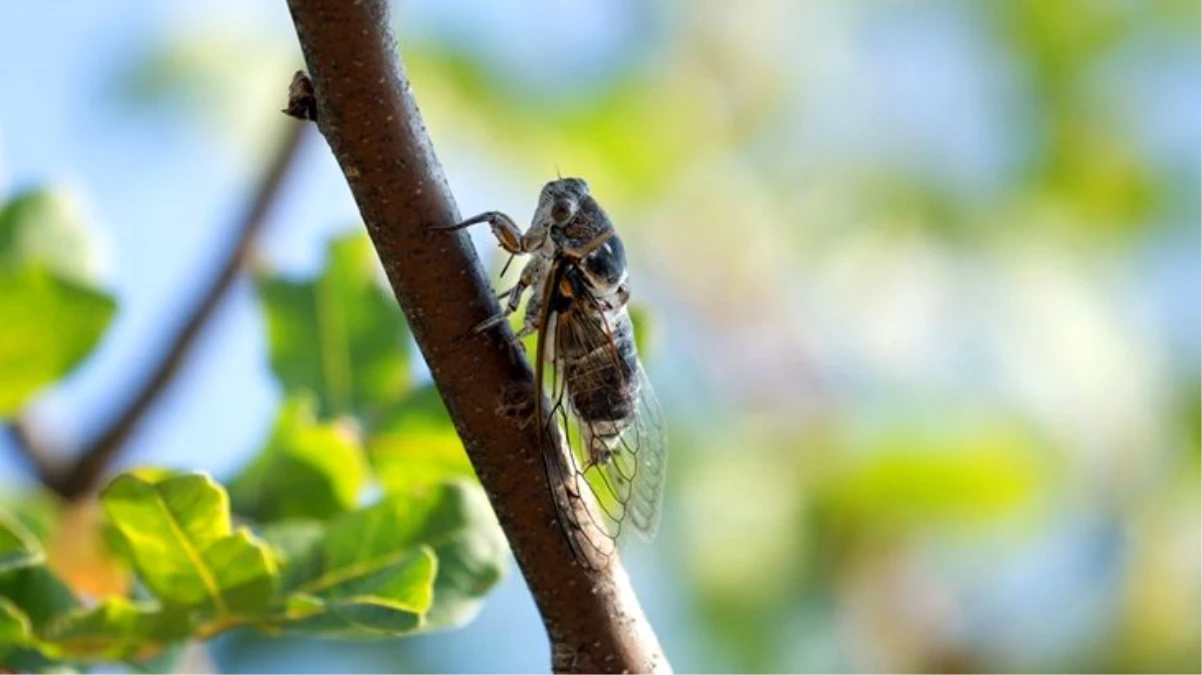 ABD\'yi dev eşek arılarının ardından şimdi de milyonlarca ağustos böceği tehdit ediyor