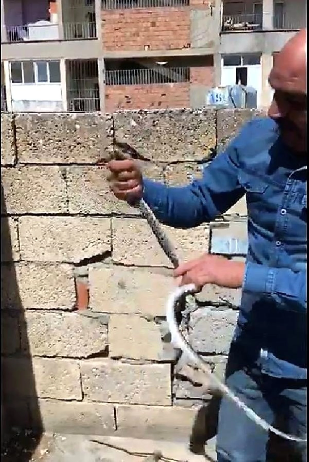 Mardin\'de eve giren 1,5 metrelik yılan korkuttu