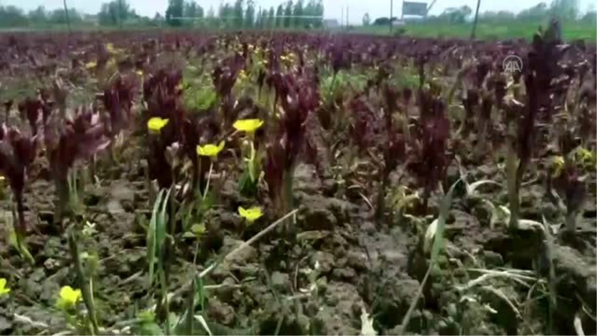 "Salep orkidesi" Samsunlu çiftçinin yeni gelir kapısı oldu
