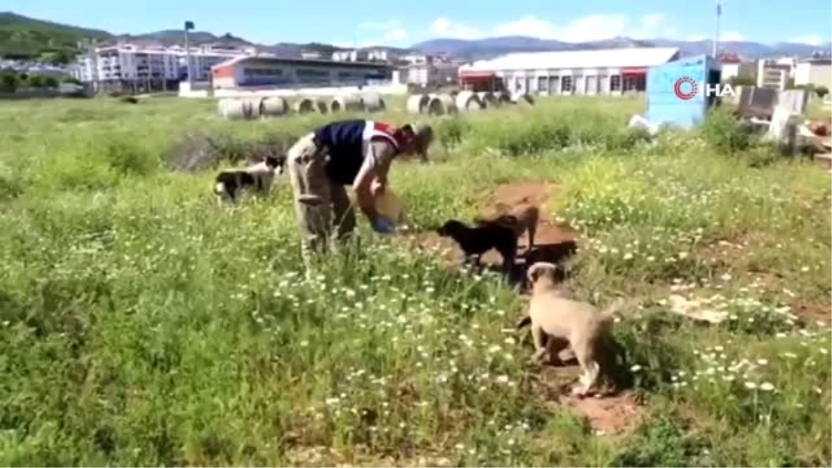 Tunceli\'de sokak hayvanları "vefa" eliyle beslendi