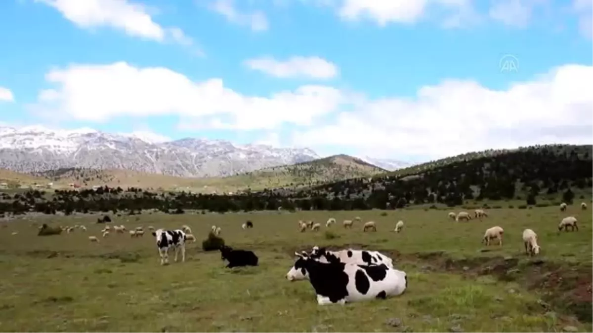 Yörüklerin yayladaki yaşam mücadelesi bayramda da sürdü