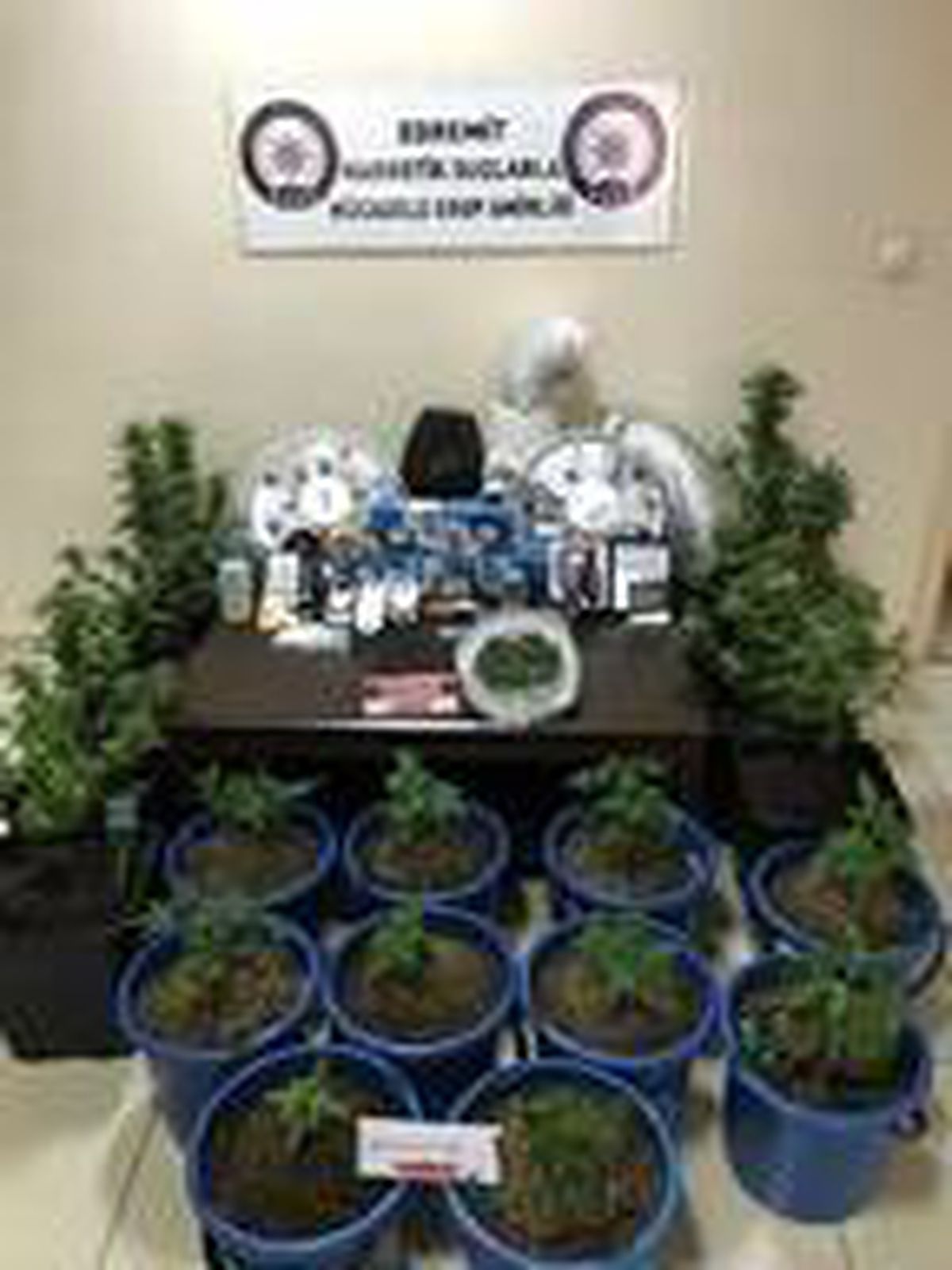 Apartman dairesindeki saksılarda kenevir yetiştirmiş