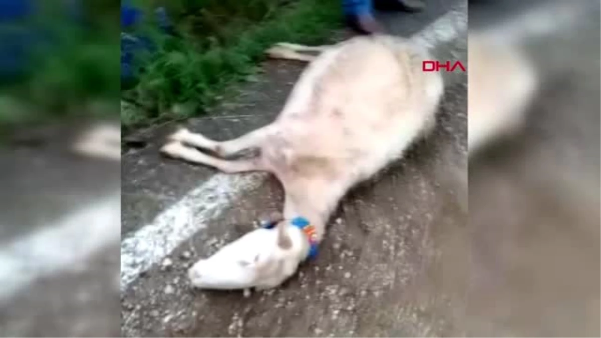 BURSA Kamyonet, sürüye daldı; 3 koyun telef oldu, 10 koyun yaralandı