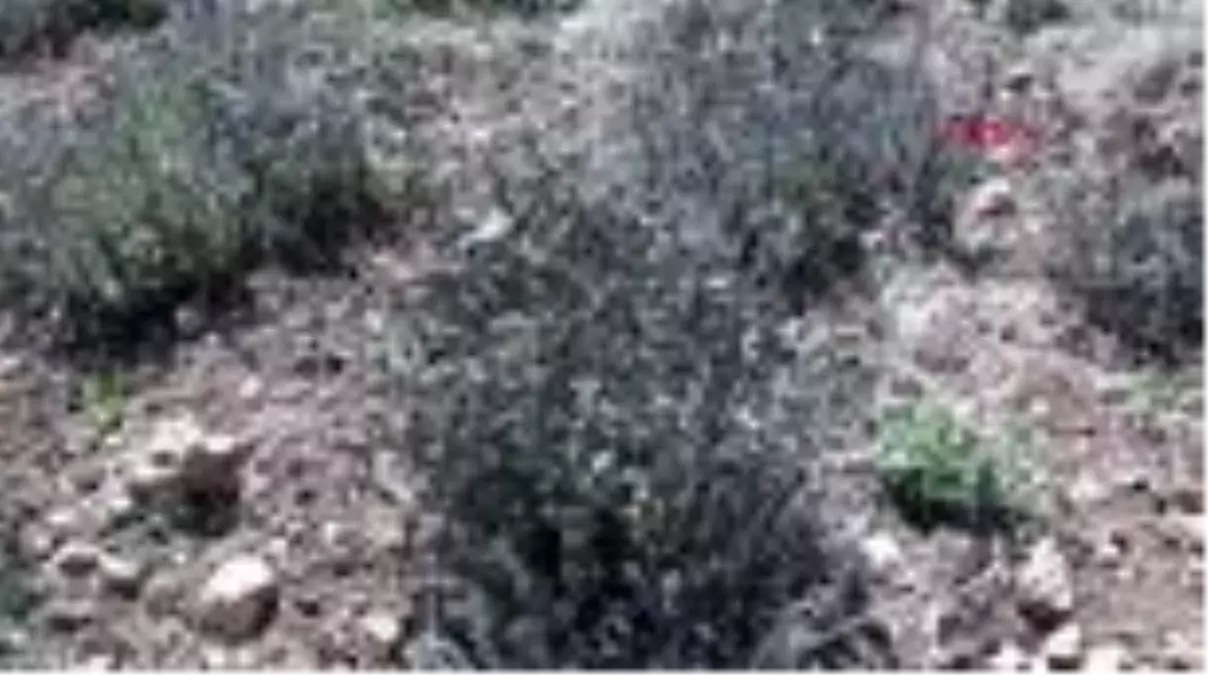 DENİZLİ \'Dünyanın kekik ambarı\'nı zirai don vurdu