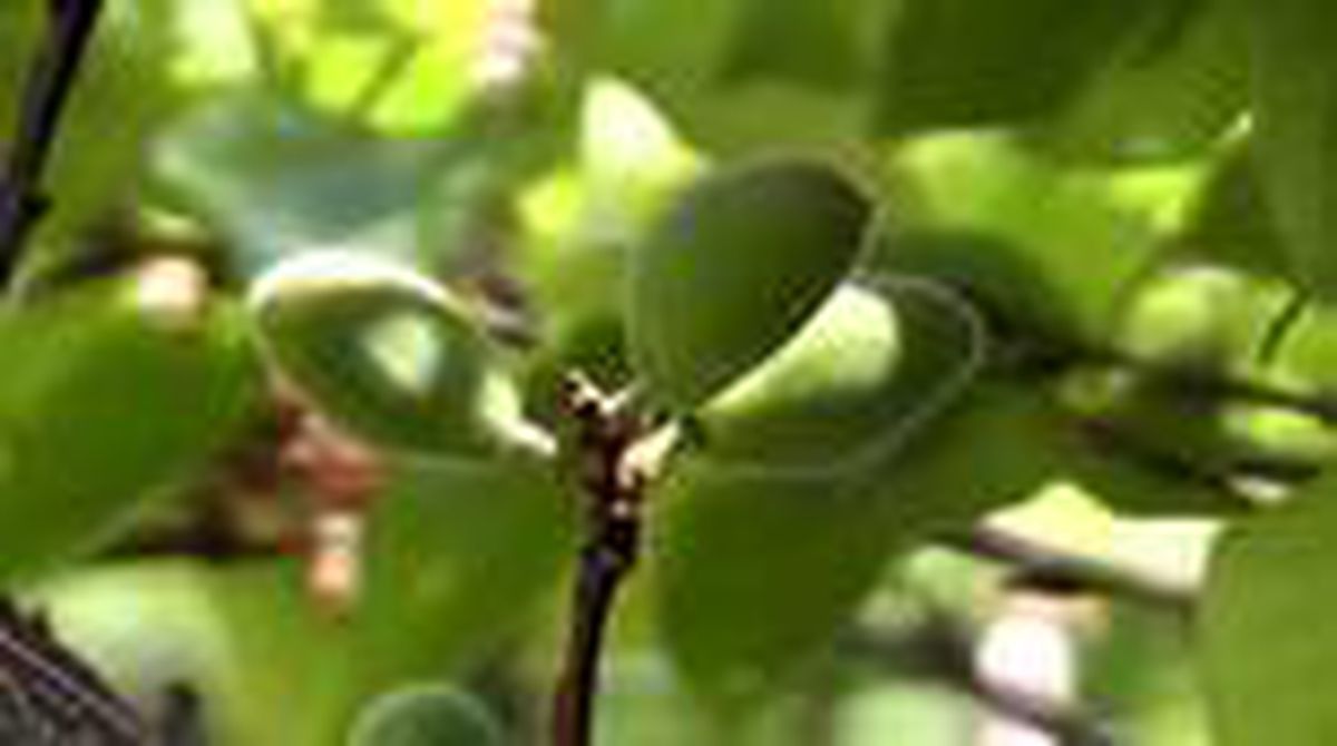 İlkbahar sonunda etkili olan kar ve dolu "Kağızman kayısısı"nı vurdu