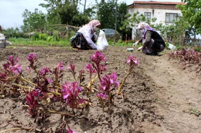 İşlenmiş toz hali 1000 lira olan salepte hasat sürüyor