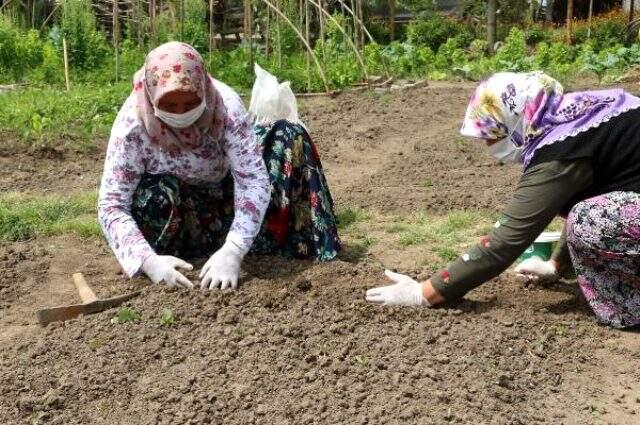 İşlenmiş toz hali 1000 lira olan salepte hasat sürüyor