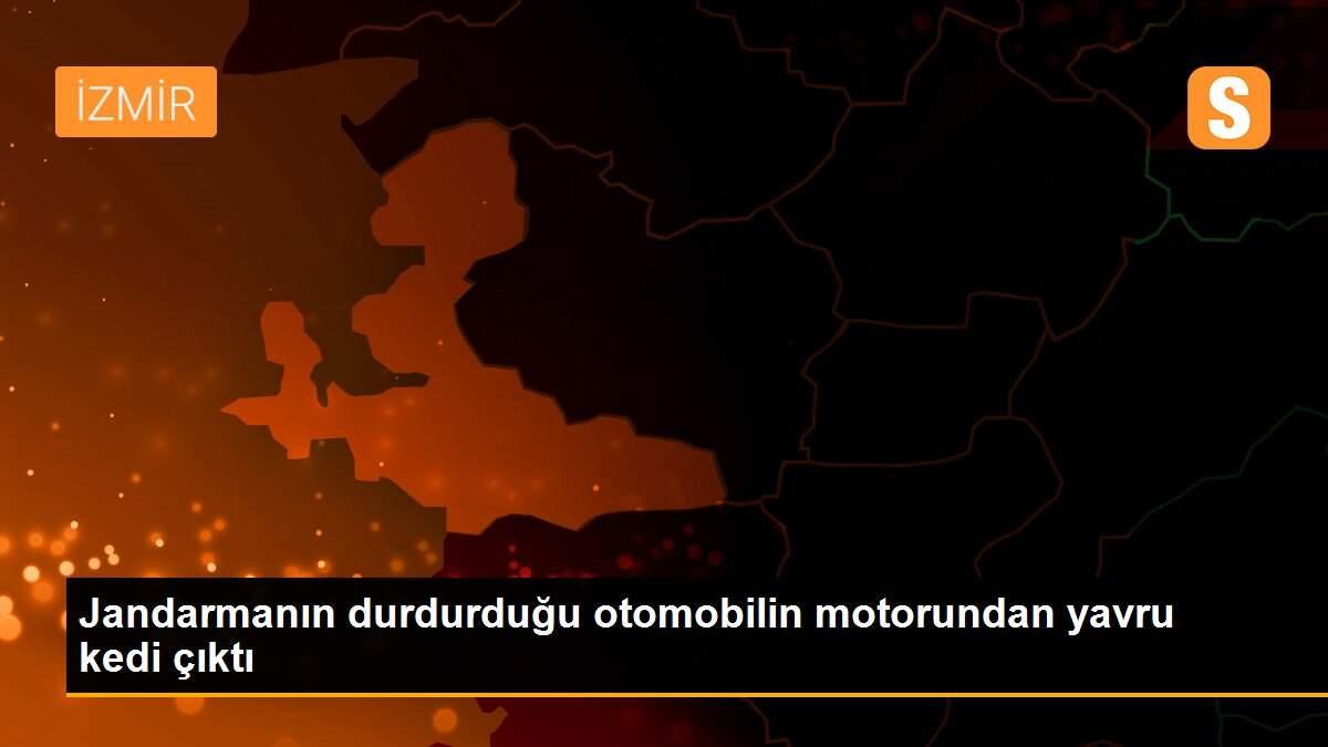 Jandarmanın durdurduğu otomobilin motorundan yavru kedi çıktı