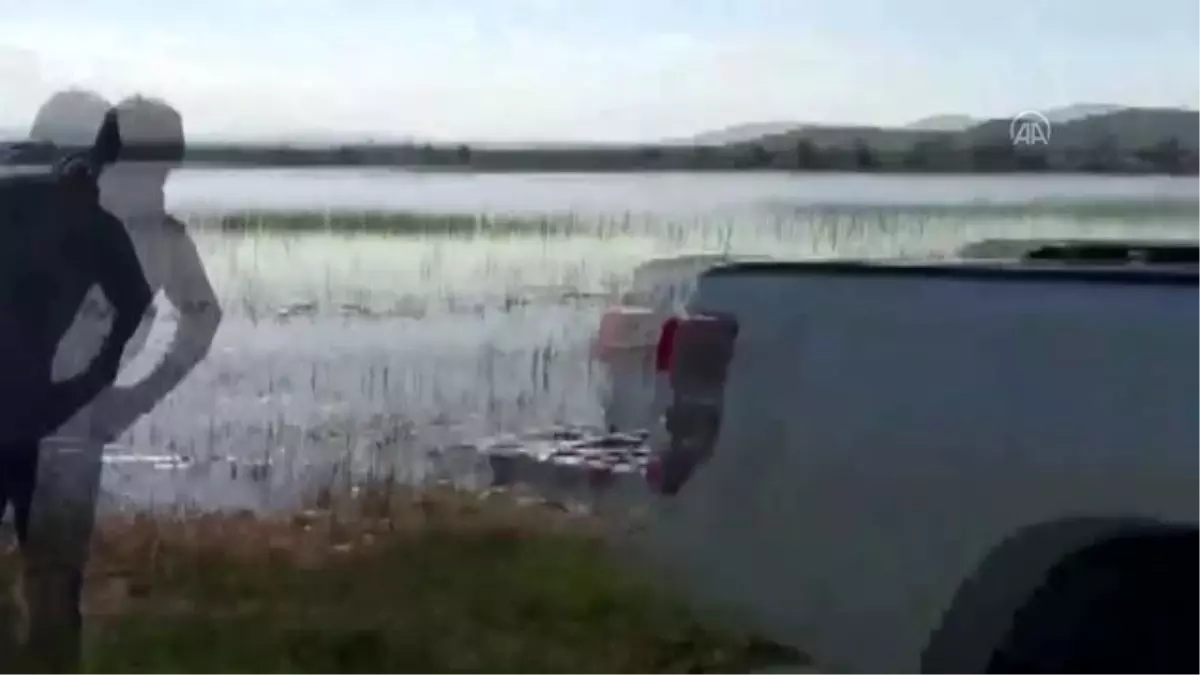 Kaçak avlanmak için göl sularına serilen balıkçı ağlarına su kuşları da takılıyor