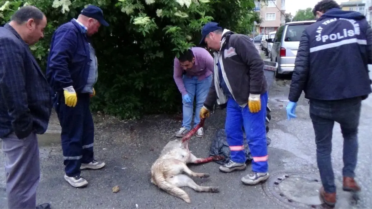 Sokak köpeği silahla vurularak katledildi