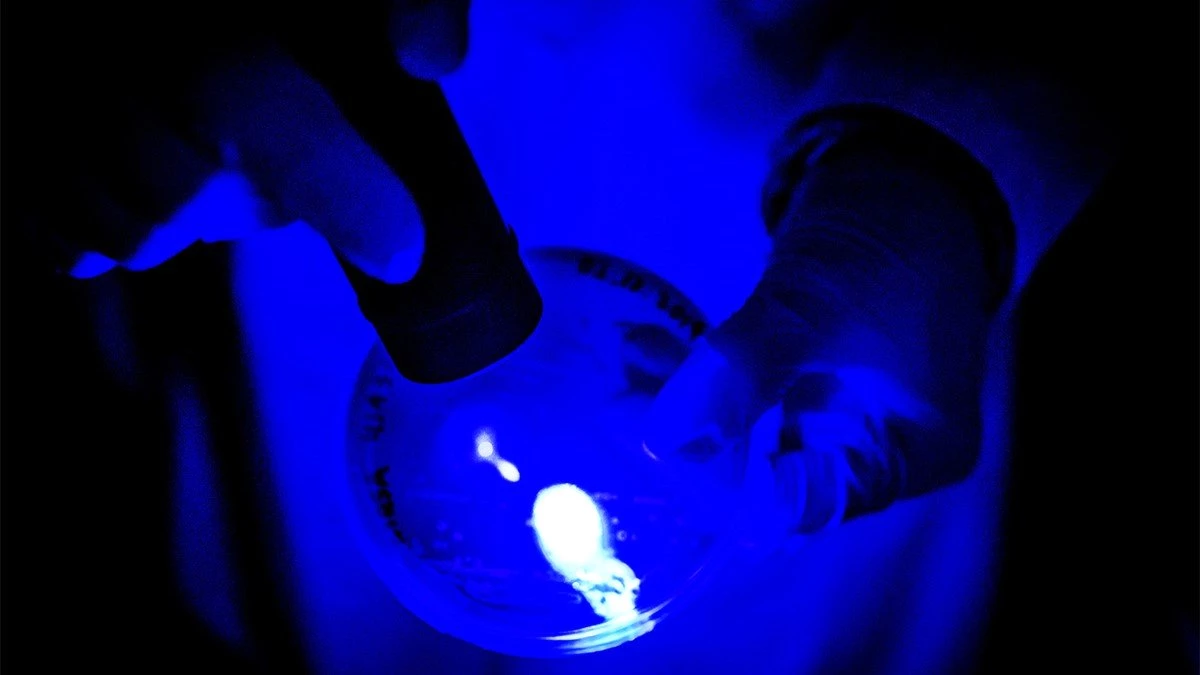 Süper Bakterilerin Tedavisi Mavi Işık ile Yapılabilir