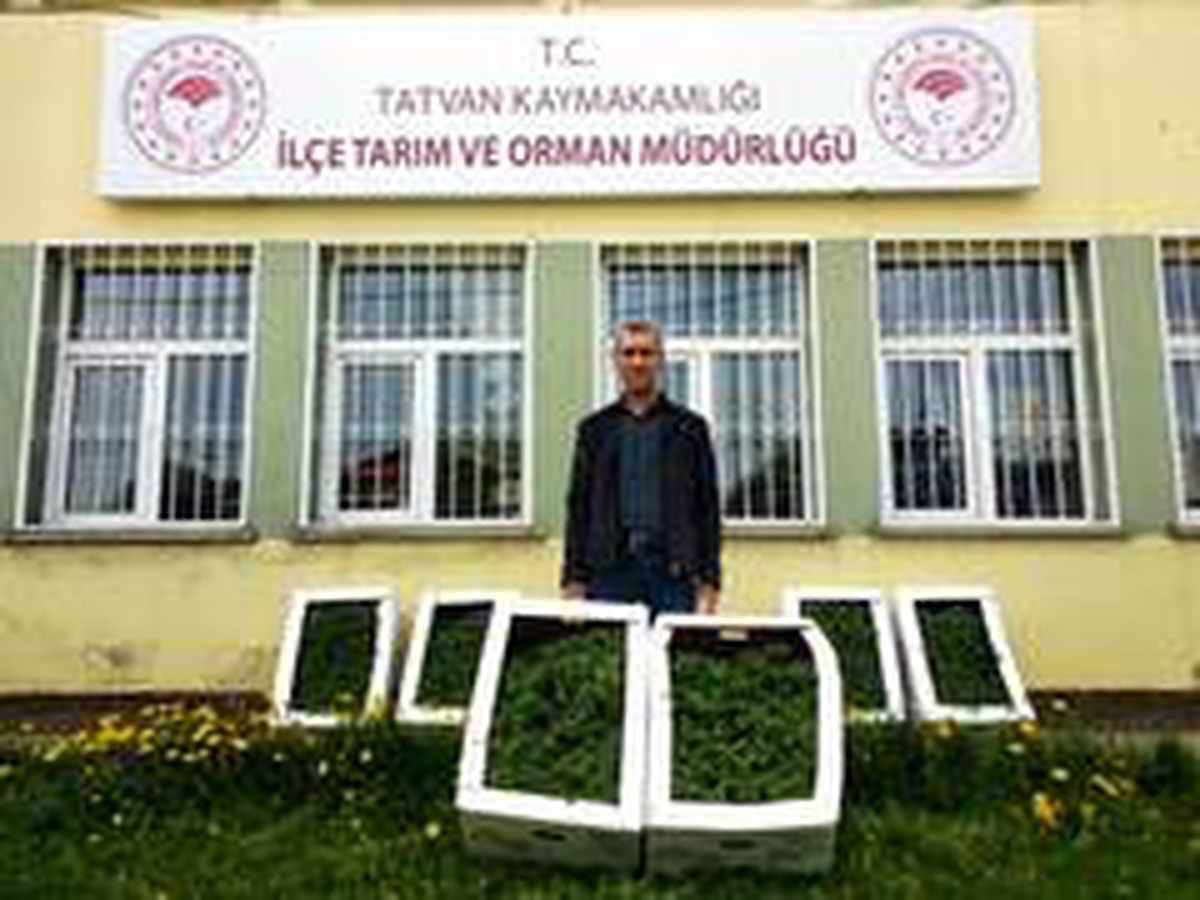 Tatvan\'da bin adet domates fidelerinin dikimine başlandı