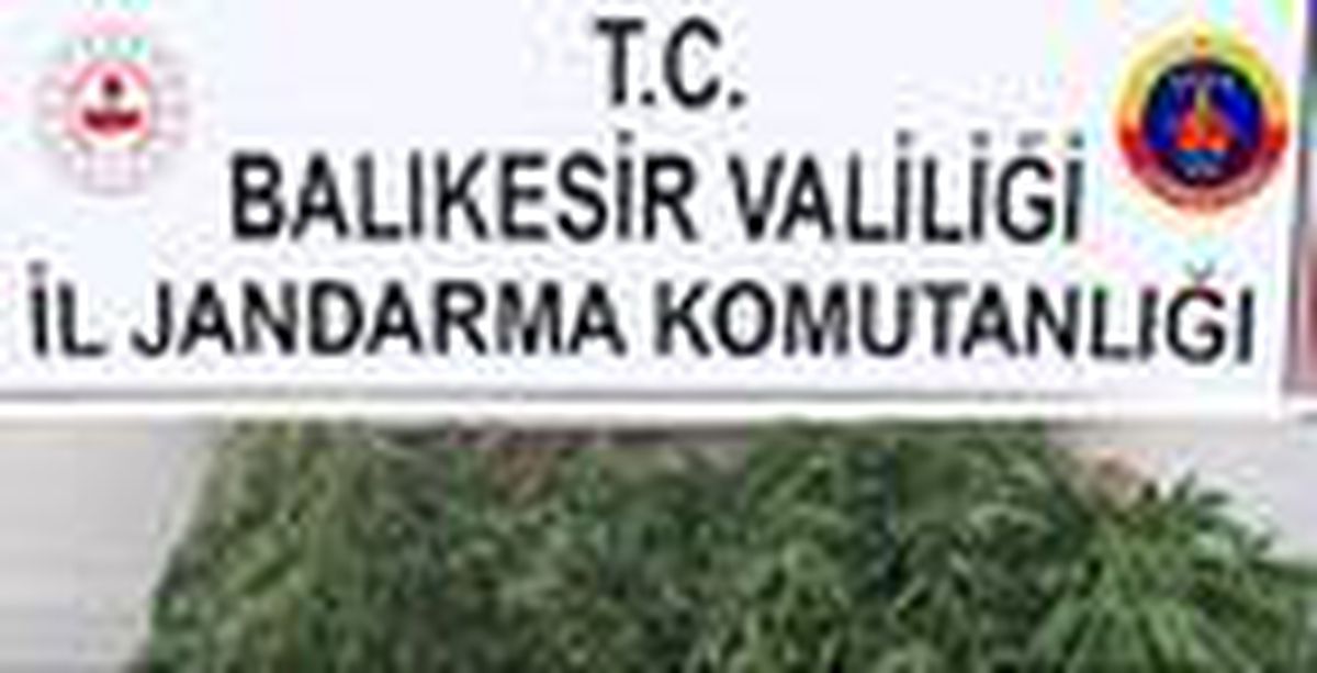 Bigadiç\'te jandarmadan kenevir operasyonu