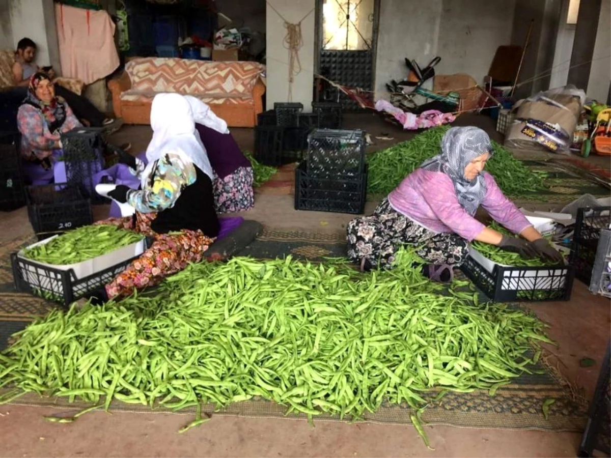 Boyalıca\'nın meşhur nâzende fasulyesi çıktı