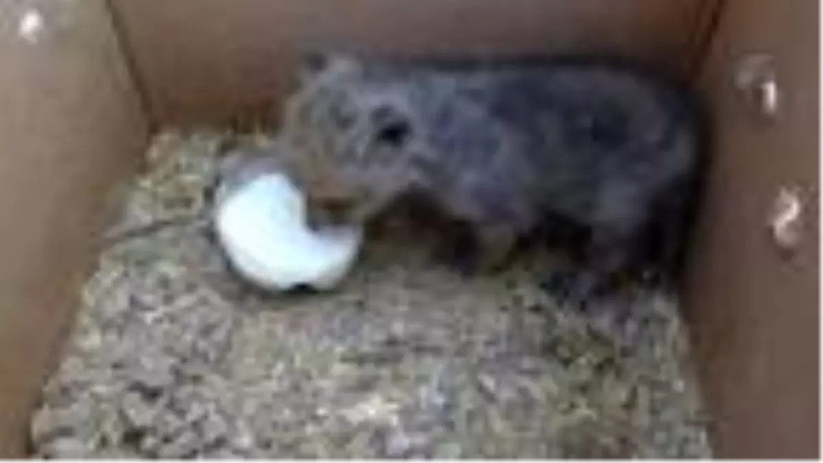 Buldukları kurt yavrusunu süt ve yoğurtla beslediler