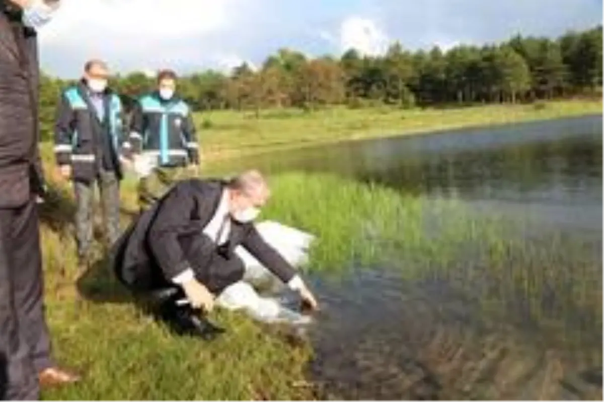Kütahya\'da 301 bin adet yavru sazan sulara bırakıldı