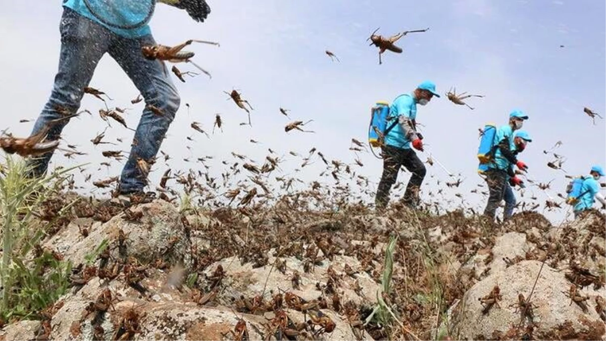 Çekirge istilasına karşı son çare: Gürültü yapın, şehri geçip giderler