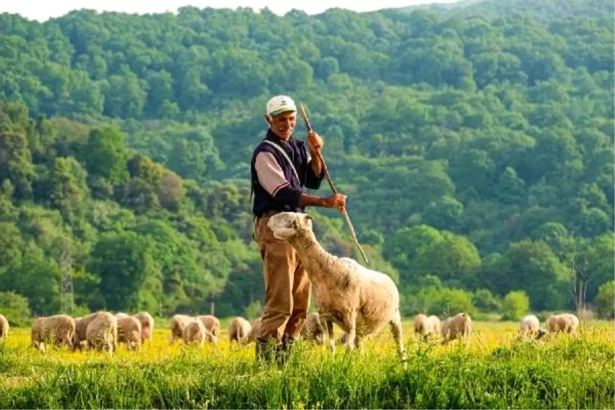 Çobanın kendine has üslubuyla anlattığı video, ilgi gördü